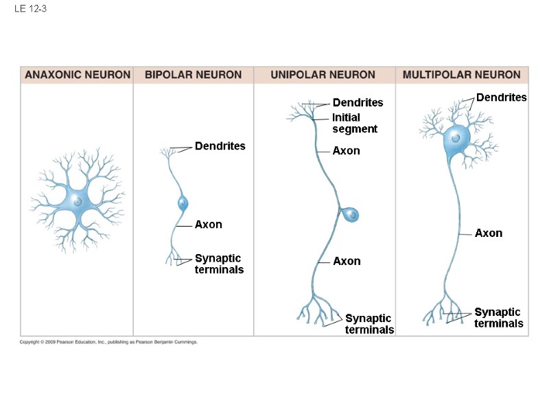 LE 12-3 Dendrites Axon Synaptic terminals Synaptic terminals Synaptic terminals Axon Axon Axon Dendrites